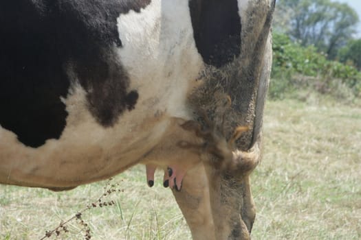 Dairy cows out grazing