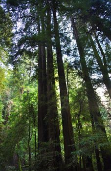 Tall Redwood Trees Muir Woods National Monument Mill Valley San Francisco California