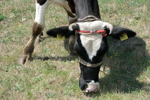 Dairy cows out grazing