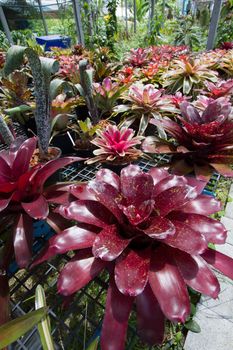 flowers guzmania beautiful green leaves