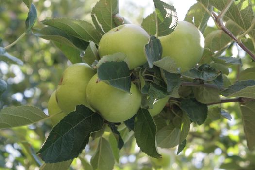 apples on a tree