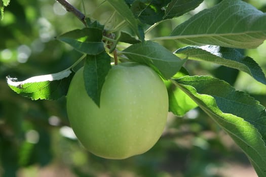 apples on a tree