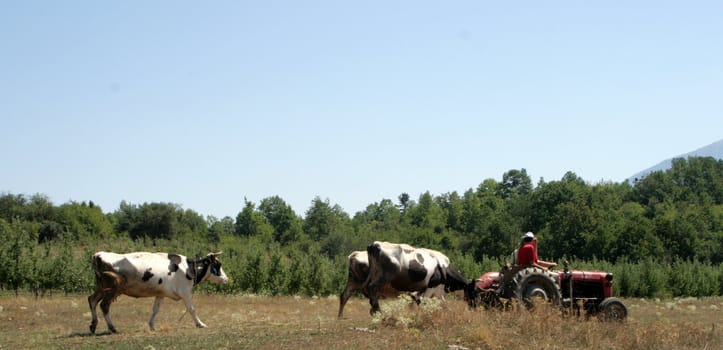 Cows grazing