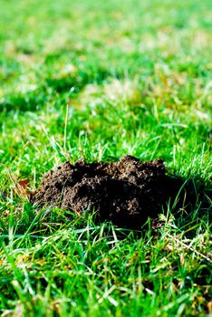 Fresh molehill on a green meadow garden