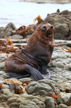 cute wild seal at Seal colony Kaikoura New Zealand