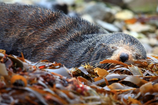 cute sleeping wild seal at Seal colony Kaikoura New Zealand