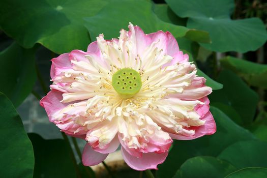Blossom of Pink royal Lotus Flower