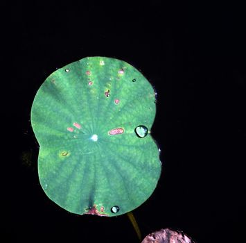Water drop on lotus leaf