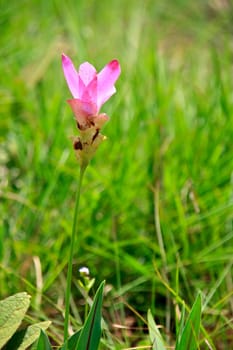 Siam Tulip on the Grass