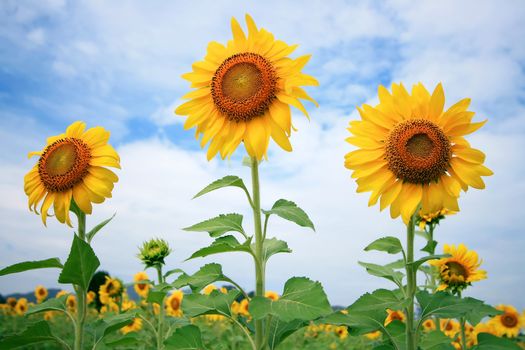 Three Sunflowers