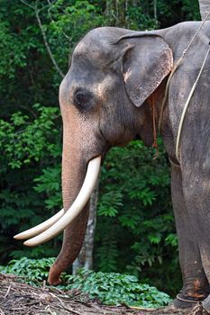 closeup of elephant head