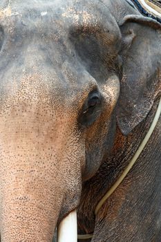 Africa elephant head, close up