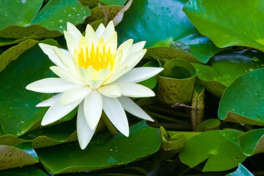 Yellow Lotus, Saint luis gold.