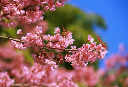 Cherry Blossom Thai's Sakura