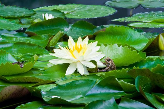 Blossom of Yellow Lotus Flower, Saint luis gold, with Frog.