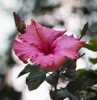 Pink Hibiscus Close Up Macro