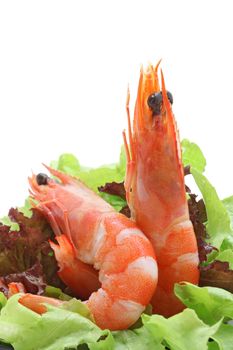 Shrimp cocktail salad on white background