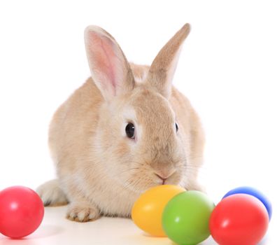 Cute little easter bunny with colored eggs. All on white background.