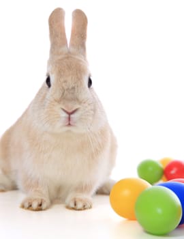 Cute little easter bunny with colored eggs. All on white background.