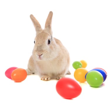 Cute little easter bunny with colored eggs. All on white background.