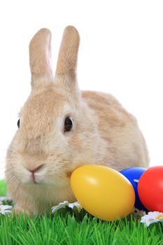 Cute little easter bunny on green meadow with colored eggs. All on white background.