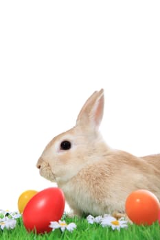 Cute little easter bunny on green meadow with colored eggs. All on white background.