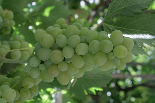 ripe grapes