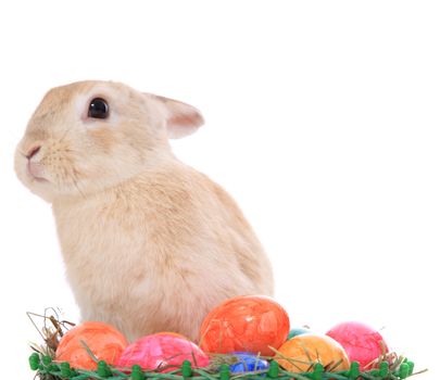 Cute little easter bunny with colored eggs. All on white background.