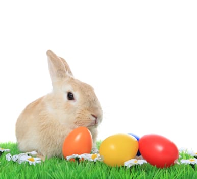 Cute little easter bunny on green meadow with colored eggs. All on white background.