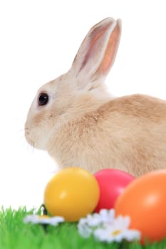 Cute little easter bunny on green meadow with colored eggs. All on white background.