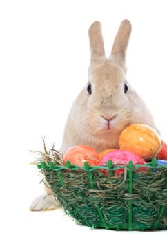 Cute little easter bunny with colored eggs. All on white background.