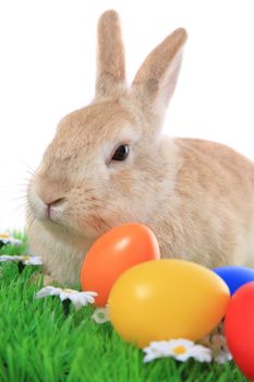 Cute little easter bunny on green meadow with colored eggs. All on white background.