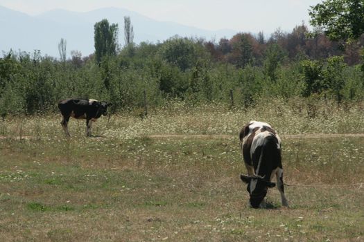 dairy cows grazing