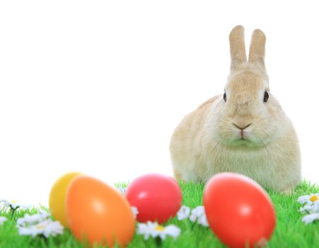 Cute little easter bunny on green meadow with colored eggs. All on white background.