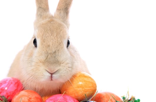 Cute little easter bunny with colored eggs. All on white background.