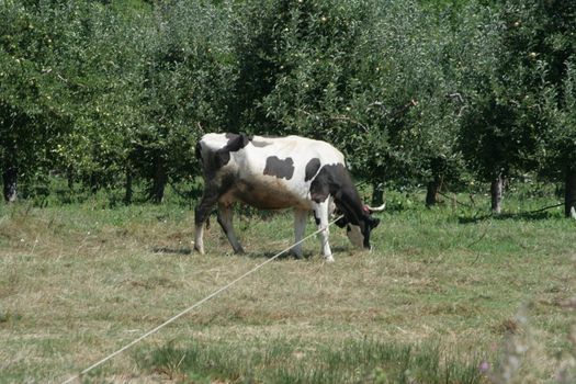 dairy cows grazing