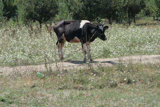 dairy cows grazing
