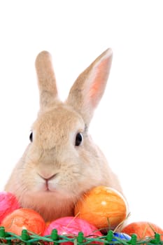 Cute little easter bunny with colored eggs. All on white background.