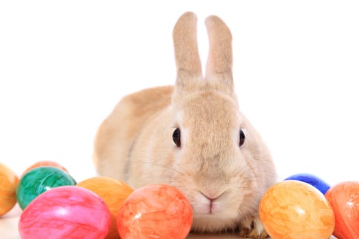 Cute little easter bunny with colored eggs. All on white background.