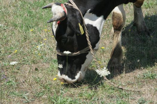 dairy cows grazing