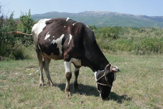 dairy cows grazing