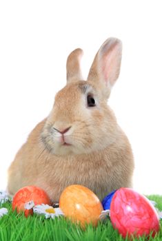 Cute little easter bunny on green meadow with colored eggs. All on white background.