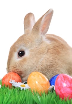 Cute little easter bunny on green meadow with colored eggs. All on white background.