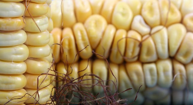 Corn cobs