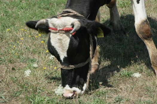 dairy cows grazing