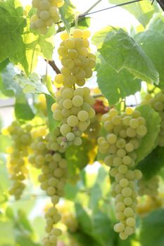 ripe grapes