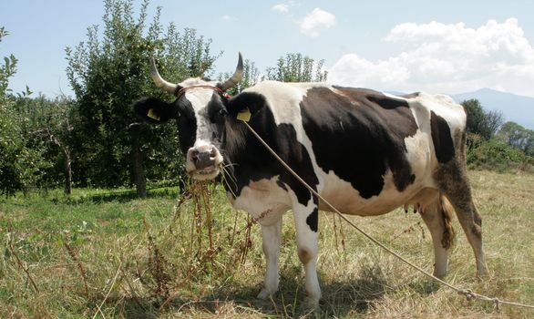 dairy cows grazing