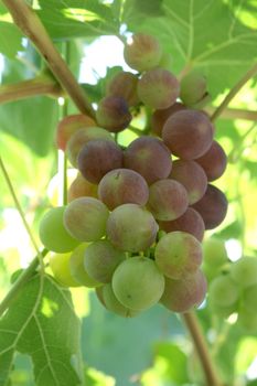 ripe grapes