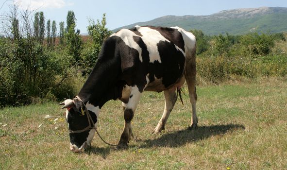 dairy cows grazing