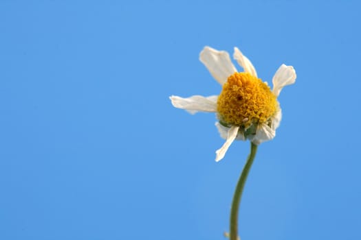 Camomile